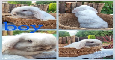 Mini Lop rabbits Mini lop  - Advert 2