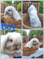 Mini Lop rabbits Mini lop - Advert 3