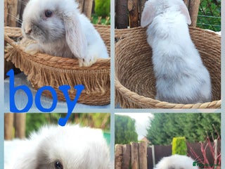 Mini Lop rabbits Mini lop - Advert 4