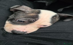 American Bulldog dogs for sale: Chunky American bulldog puppies - Image 2