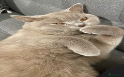 British Shorthair cats for stud: LILAC BOY GCCF Registered ready for Stud service  in Leigh - Image 12