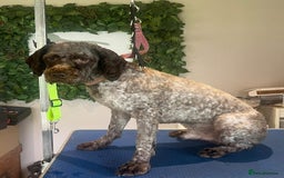 Lagotto Romagnolo dogs for sale: Ted.  - Image 1