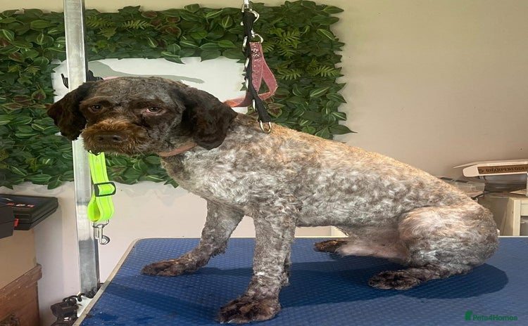 Lagotto Romagnolo dogs - Advert 2