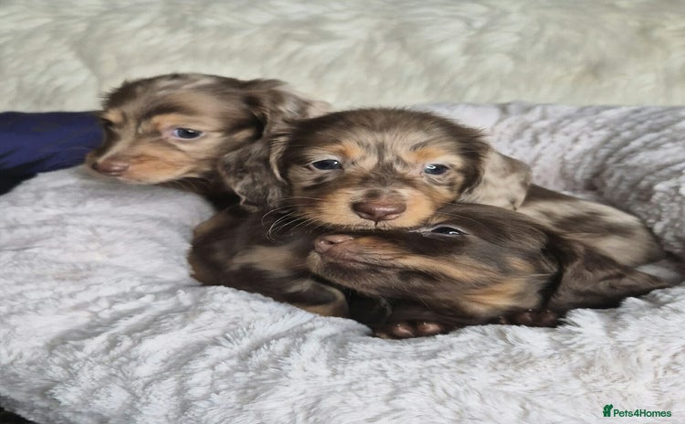 Miniature Dachshund dogs - Advert 4