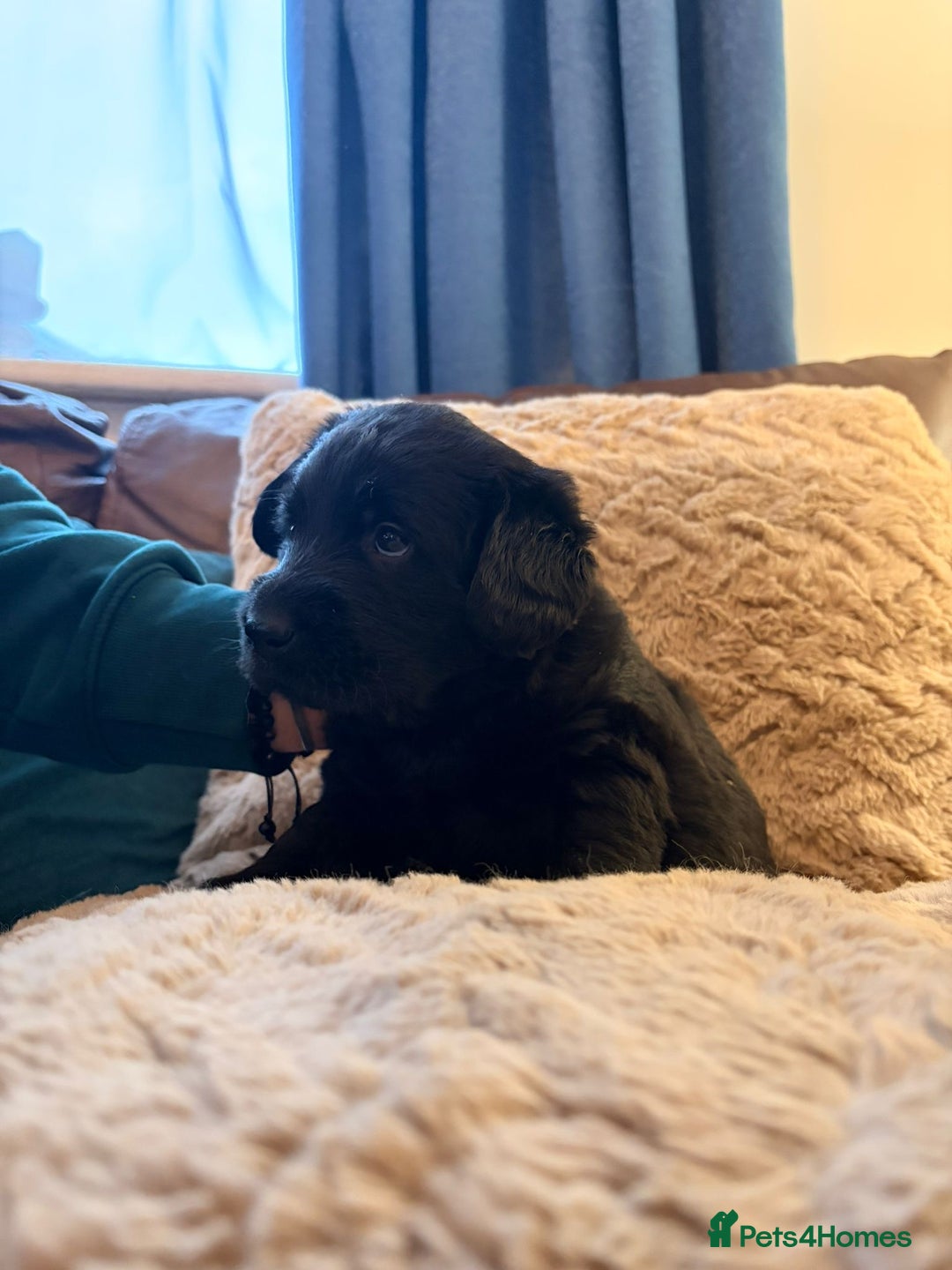 Labradoodle dogs for sale: 7 beautiful labradoodle puppies wanting a home - Advert 11