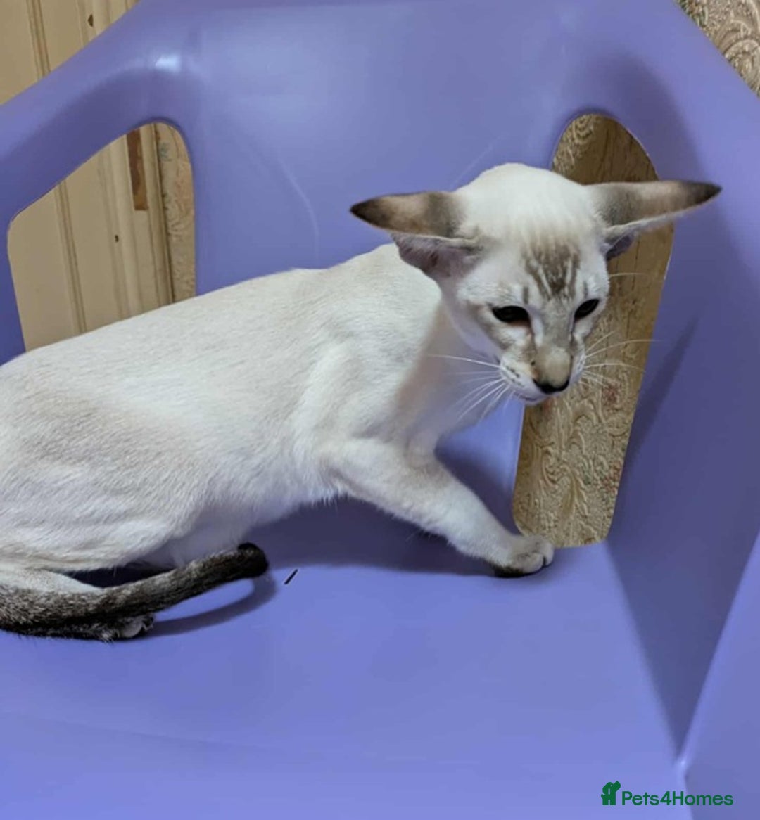 Siamese cats for sale: Siamese Kittens For Sale. - Image 15