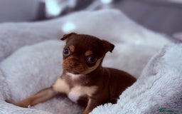Chihuahua dogs for sale: 🐶 Tiny Chocolate & Tan Chihuahua Puppy 🐾 - Image 5