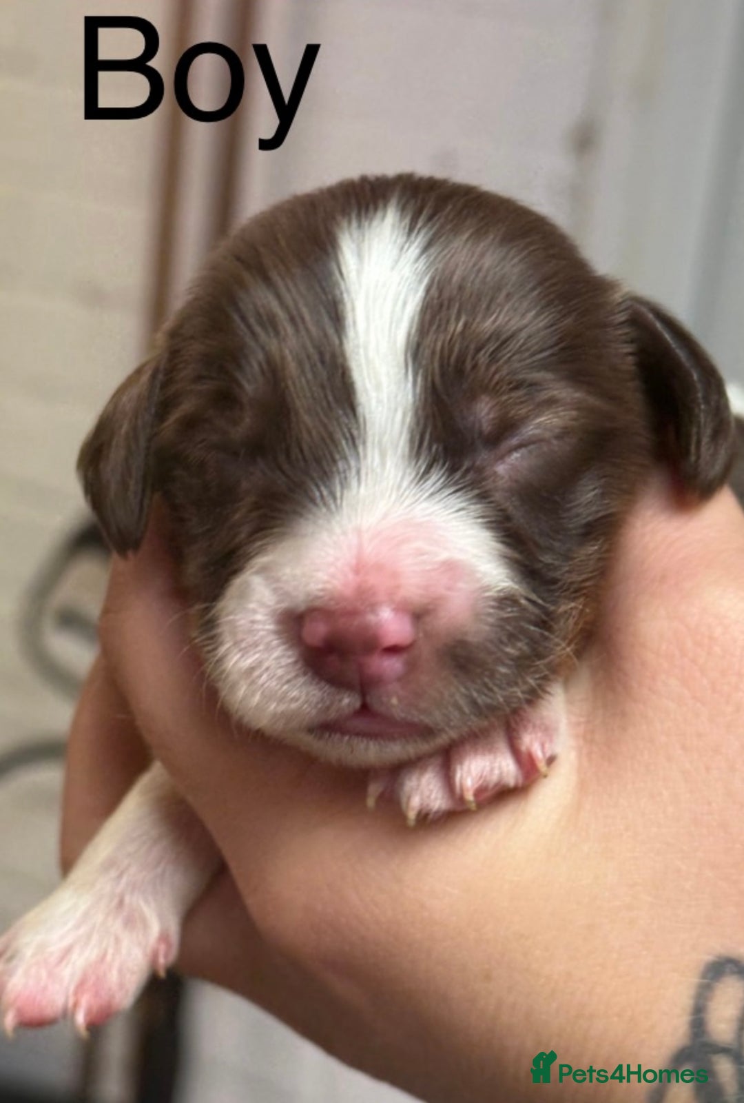 Cocker Spaniel dogs for sale: Healthy Loving Cocker Spaniels  - Image 9