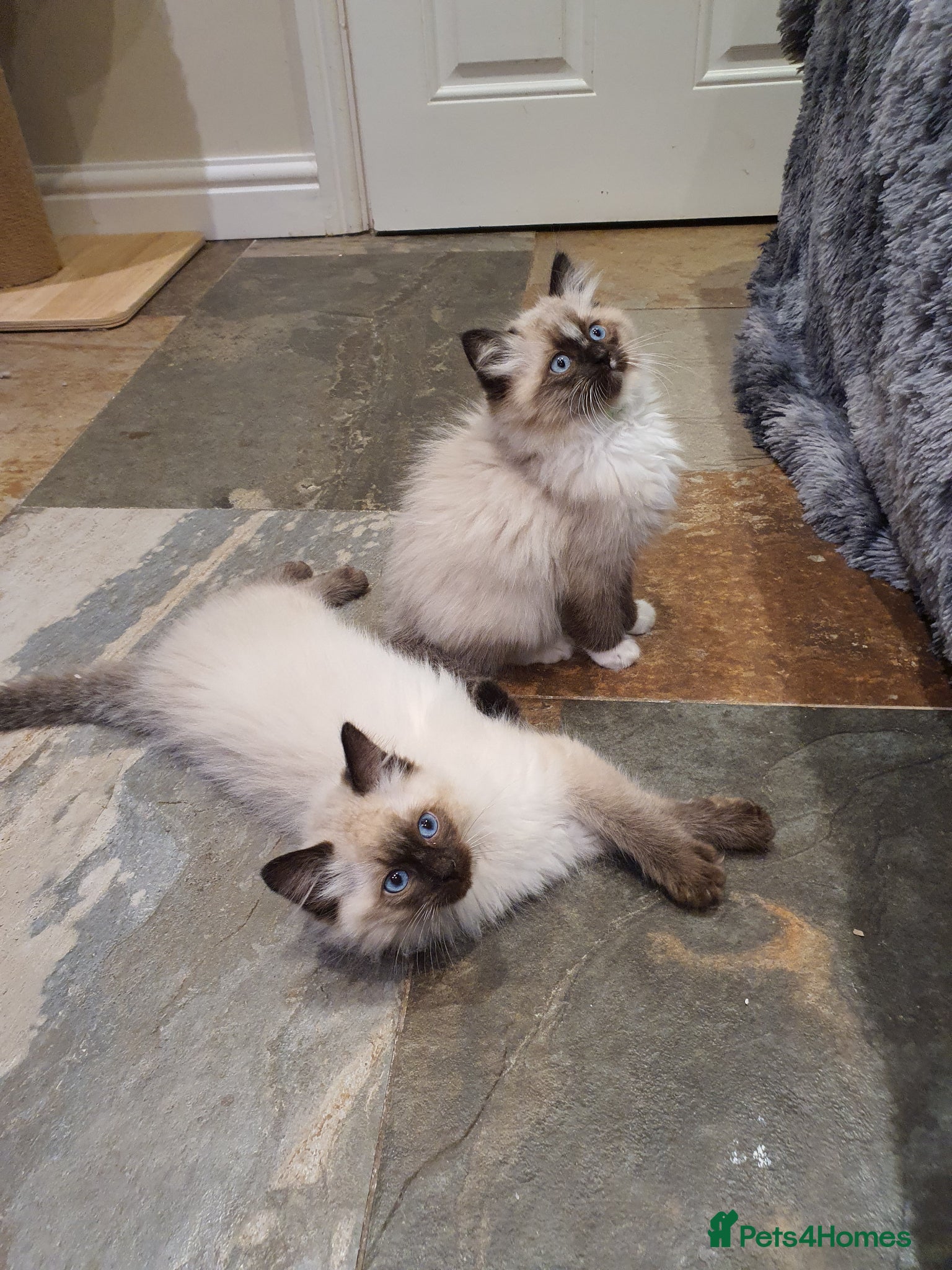 Ragdoll cats Stunning GCCF Registered Ragdoll Kittens. - Advert 2