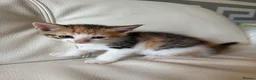 Mixed Breed cats for sale: 4 beautiful kittens  - Advert 3