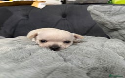 Chihuahua dogs for sale: Puppies chihuahuas 1 boy and 2 little princesses  - Image 32