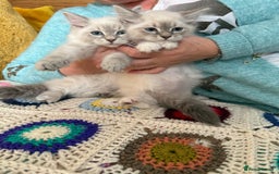 Siberian cats for sale: Siberian Neva Masquerade - Image 3