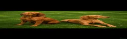 Hungarian Vizsla dogs for sale: Hungarian Vizsla Puppies in Andover - Advert 10