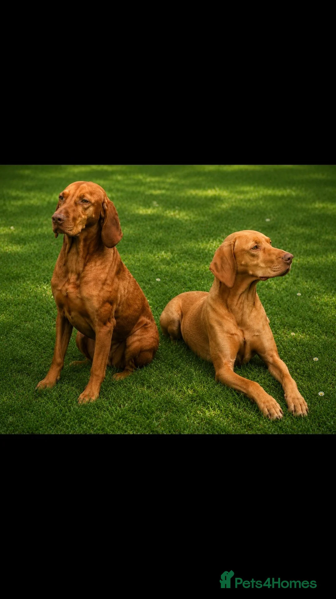 Hungarian Vizsla dogs for sale: Hungarian Vizsla Puppies in Andover - Advert 10