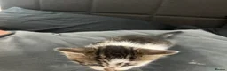 Mixed Breed cats for sale: 4 kittens  - Advert 16