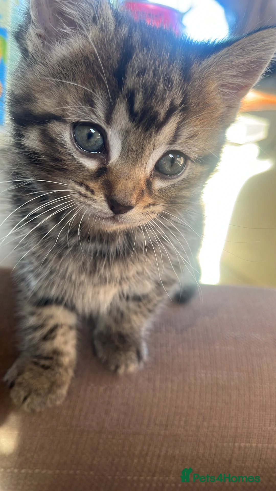 Mixed Breed cats for sale: 2 tabby kittens  in Boston - Advert 2