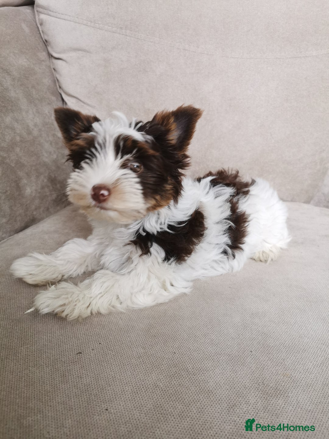 Yorkshire Terrier dogs for sale: Yorkshire terrier pedigree boy in Boston - Image 9