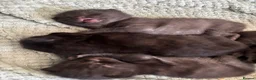 British Longhair cats for sale: 3 gorgeous black male kittens available  - Advert 10