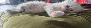 Ragdoll Kitten 2