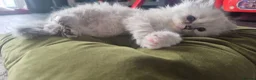 Ragdoll cats for sale: 3 Ragdoll kittens for sale  - Advert 27