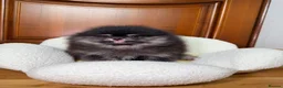 Pomeranian dogs for sale: BLACK & TAN GIRL and BOY - Advert 36