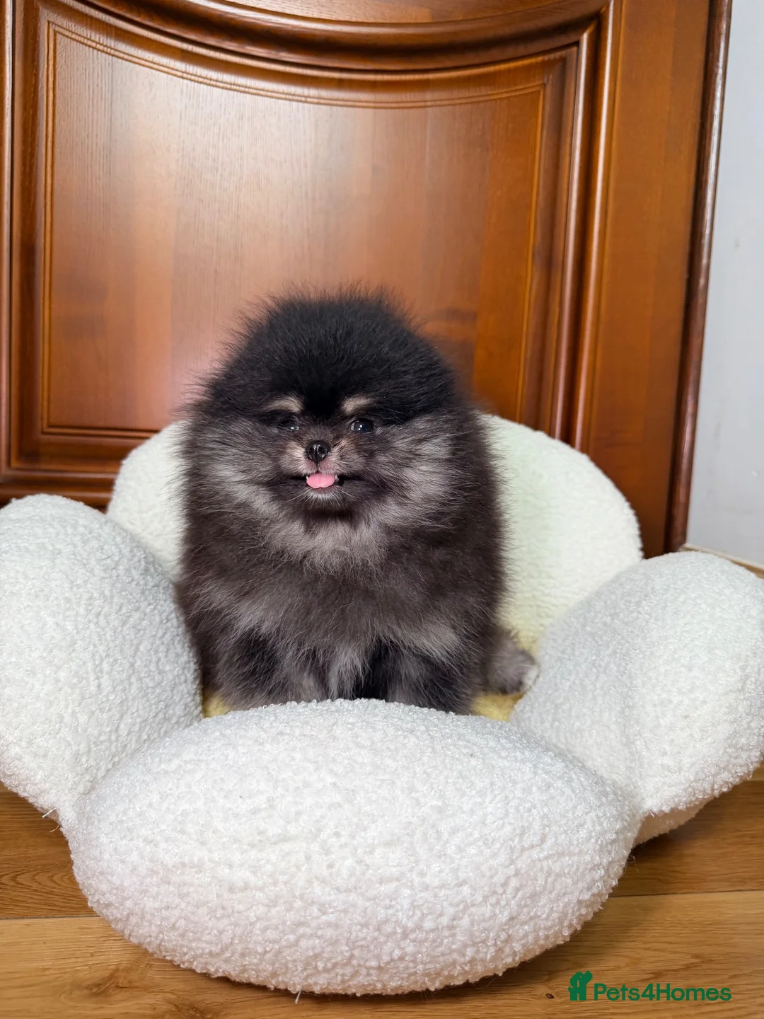 Pomeranian dogs for sale: BLACK & TAN GIRL and BOY - Advert 36
