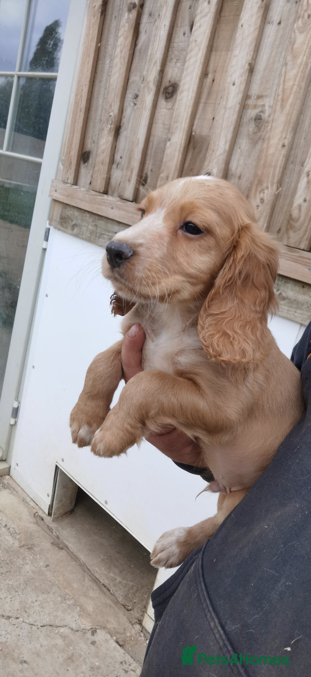 Cocker Spaniel dogs for sale: beautiful tri coloured working cocker spaniels  - Image 2