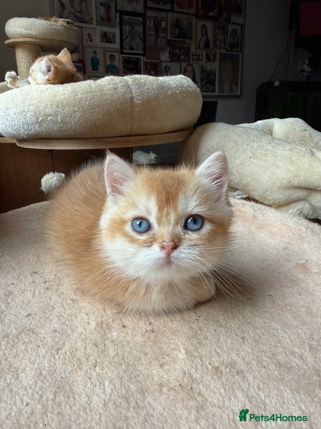 British Shorthair cats for sale: GCCF reg BSH Last Black Golden Female Kitten - Advert 33