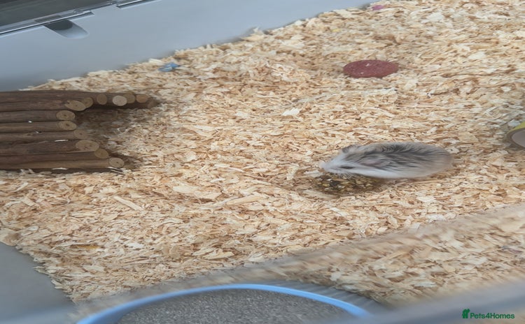 Hamster rodents - Advert 6