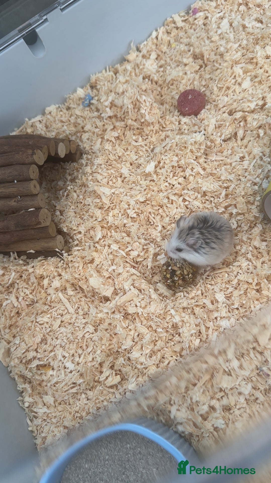 Hamster rodents for sale: Robo hamster  - Image 1