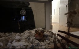 Hamster rodents for sale: Syrian Hamster  - Image 5