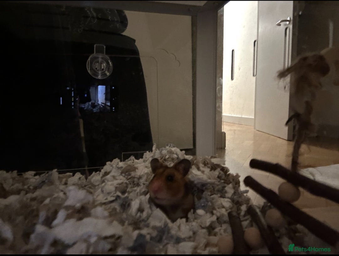 Hamster rodents for sale: Syrian Hamster  - Image 5