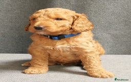Mixed Breed dogs for sale: FULLY HEALTH TESTED FOX RED MINIATURE COCKAPOOS  - Image 27