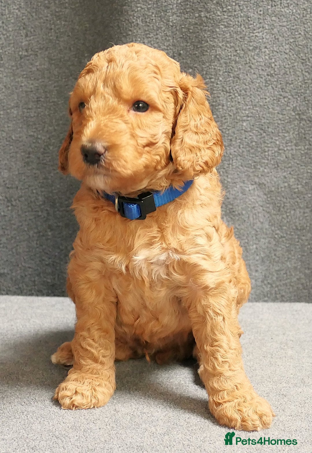 Mixed Breed dogs for sale: FULLY HEALTH TESTED FOX RED MINIATURE COCKAPOOS  - Image 27