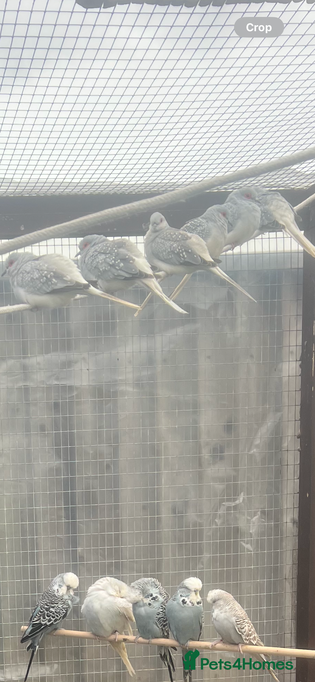 Doves birds for sale: Diamond doves  - Advert 3