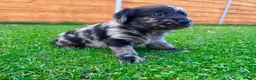 Labradoodle dogs for sale: F1 Labradoodle Merle Babies 🐾🐾🐾 - Advert 28