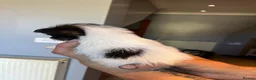 Jack Russell dogs for sale: Jack Russell puppies for sale, LAST BOY LEFT - Advert 6