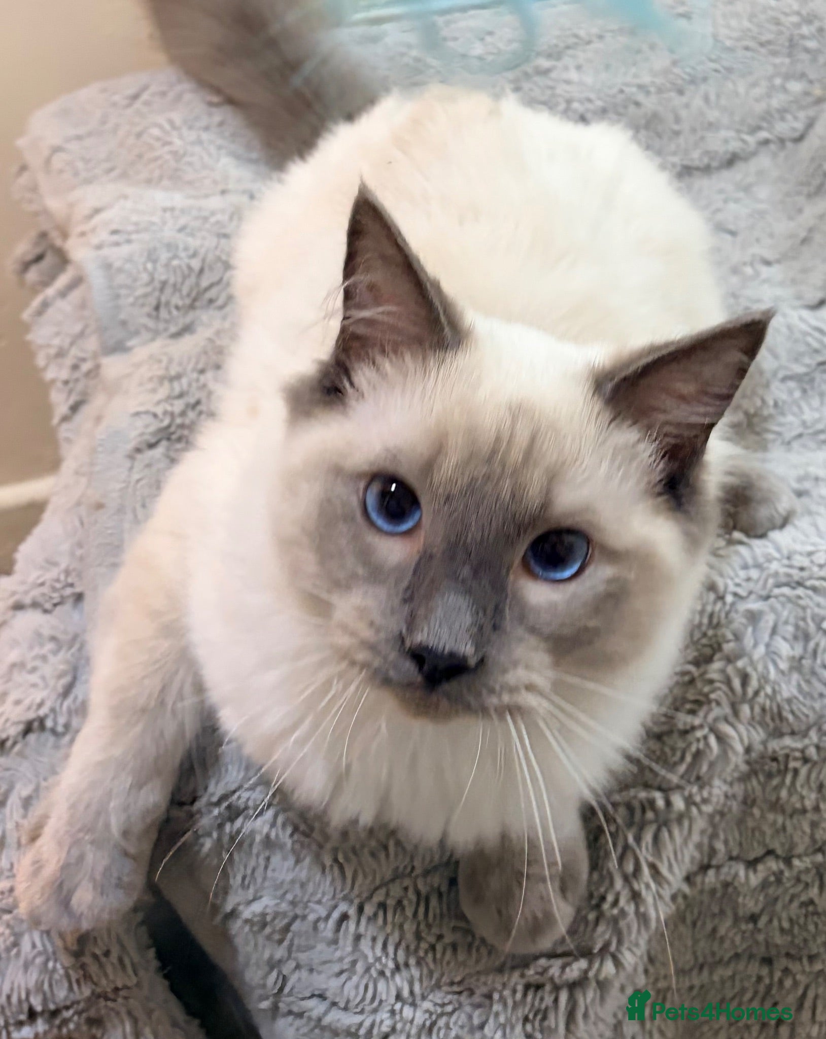 Ragdoll cats £400. Beautiful Ragdoll male kitten for sale.  - Advert 7