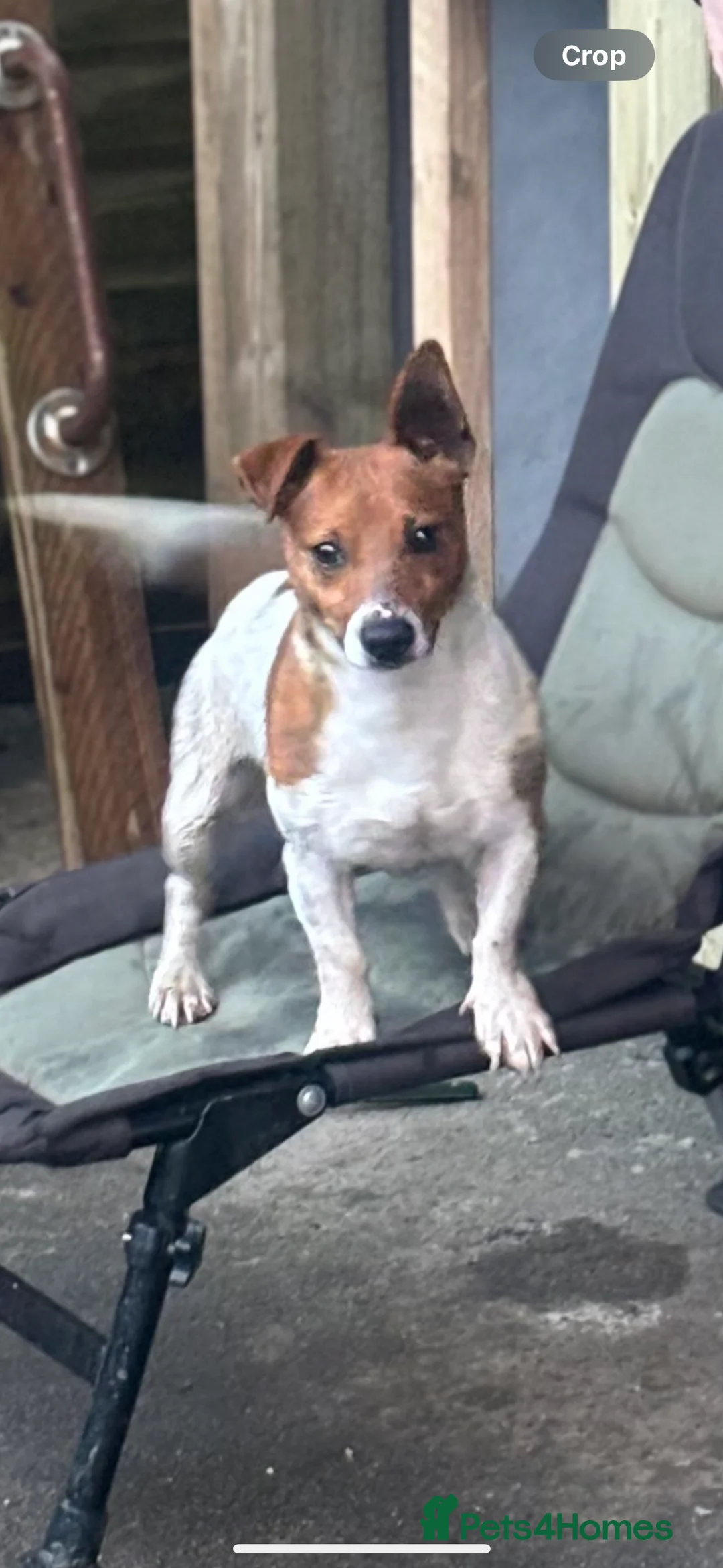 Mixed Breed dogs for sale: Jack tzu - Advert 8