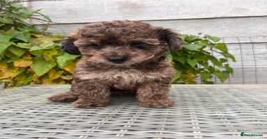 Maltipoo dogs - Advert 3
