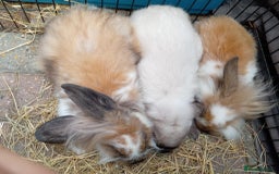 Mini Lion Lop rabbits for sale: 3 boys 1 girl mini lion lop - Image 8