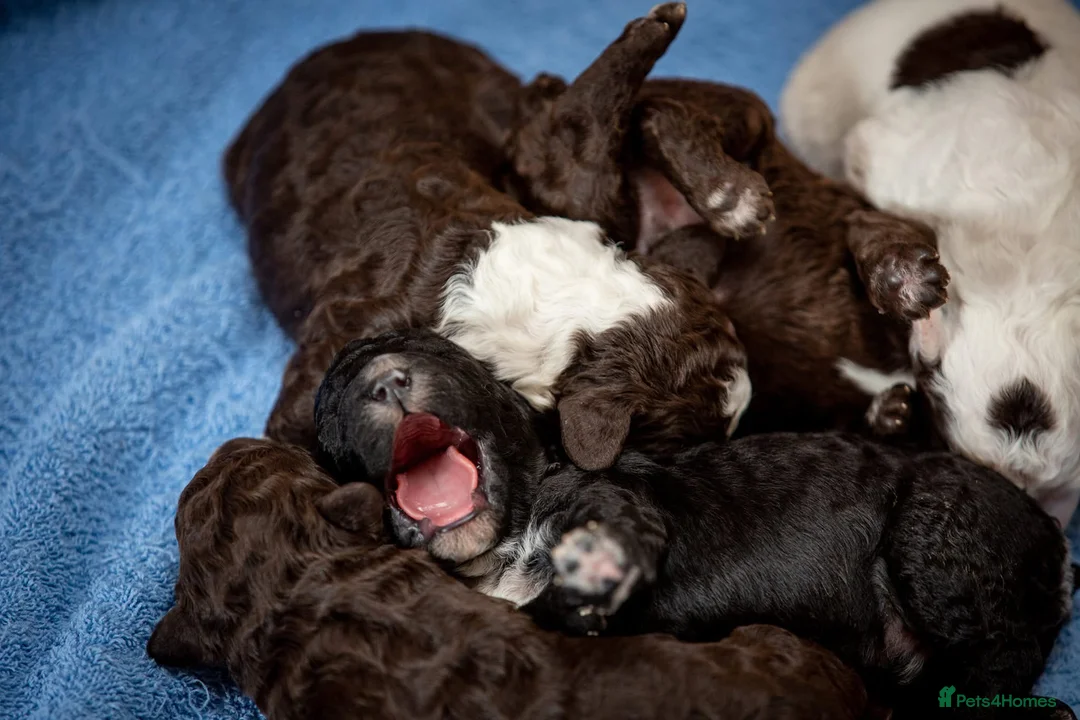 Spanish Water Dog dogs for sale: Top litter of Spanish water puppies  in Wellingborough - Advert 8