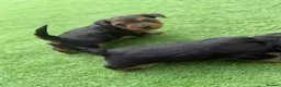 Yorkshire Terrier dogs for sale: Yorkshire Terrier  in Colchester - Advert 25