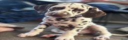 Dalmatian dogs for sale: Stunning mixed litter of Dalmatians  - Advert 34
