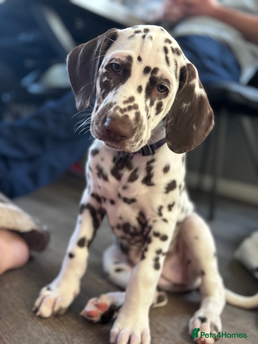Dalmatian dogs for sale: Stunning mixed litter of Dalmatians  - Advert 34