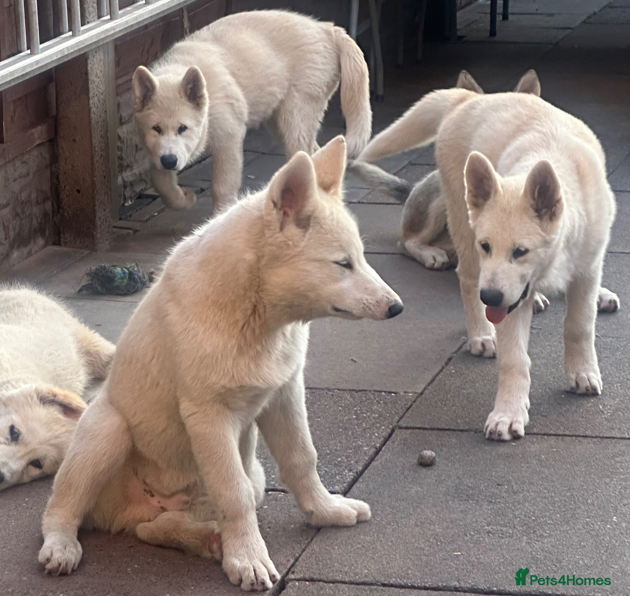 Alaskan Malamute dogs Beauties looking for their Beast - Advert 2