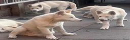 Alaskan Malamute dogs for sale: 2 females and 2 males left - Advert 23