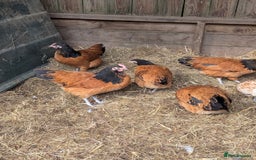 Chickens poultry for sale: Beautiful POL Pullets USA Silkies, Polish bantams  - Image 4