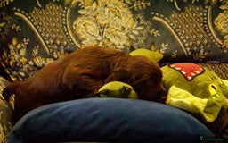 Cocker Spaniel dogs for sale: Working cocker spaniels  - Image 12