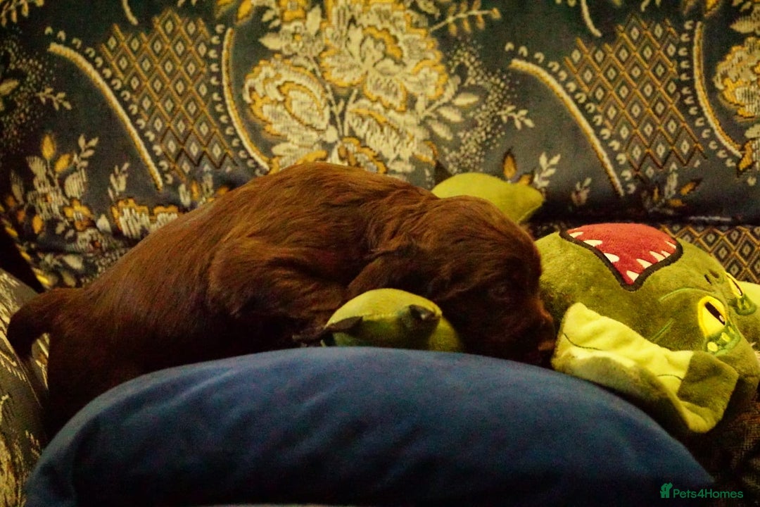 Cocker Spaniel dogs for sale: Working cocker spaniels  - Image 12